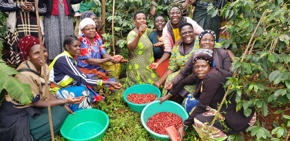 A group of women farmers in a Ugandan coffee farm smiling with red coffee cherries and three green tubs of fruit